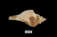 藏品(香螺)的圖片